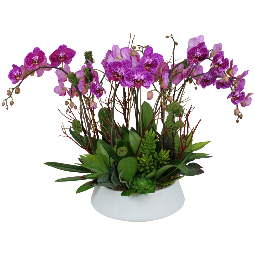 Bouquet of Orchids with Succulents in White Ceramic Vase Ready for Same